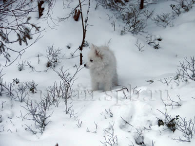 Белый шпиц на белом снегу
