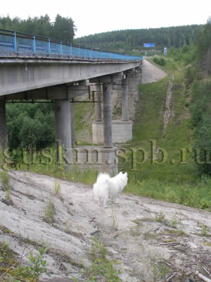 Белка на брегах Кумсы (Медвежьегорск)