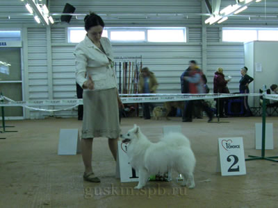 Виктория Зараева и японский шпиц Agraium Qiabel of Accel — Лучшая собака выставки
