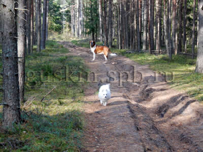 В лесу собаки гуляют сами по себе