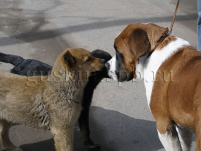 23 апреля 2006. Два чудесных щенка, светлый и чёрный — видимо, ровесники Винса.