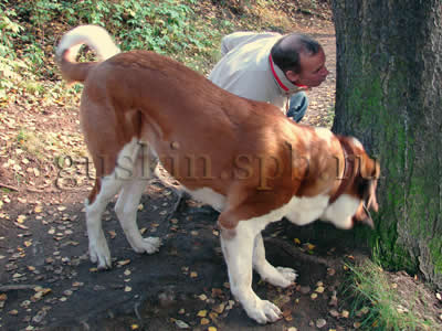 октябрь 2006. Папа и Винсик обнюхивают дерево.