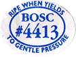 Beurre Bosc Large