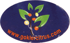 Grapefruit