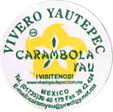 Carambola (Starfruit)