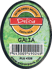 Melon Galia
