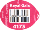 Royal Gala Medium