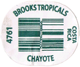 Chokoe (Chayote)