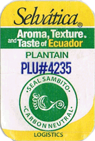 Plantain/Macho