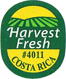 Cavendish Extra Large