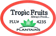 Plantain/Macho