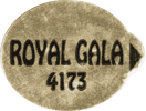 Royal Gala Medium