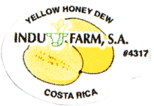 Melon Honeydew Yellow Large
