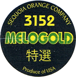 Grapefruit Melogold