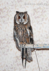 Long-eared owl Pulkheriy.