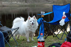 Belka at picnic
