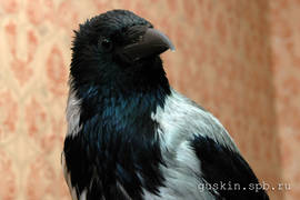Hooded crow (Corvus cornix) Ksyusha.