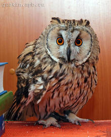 Long-eared owl (Asio otus) Anfisa.
