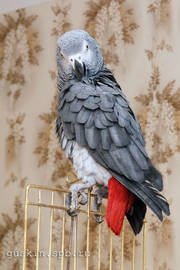 Gray parrot Brut.