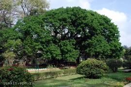 Bangalore. Lalbagh Botanical Gardens. 300 year old silk cotton tree.