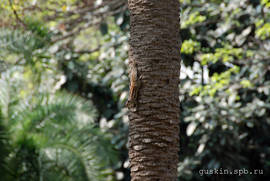 Bangalore. Indian palm squirrel.