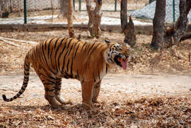 Bangalore. Zoo (Safari-park).