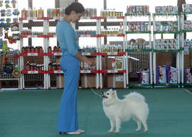 Japanese Spitz Agrarium Qiabel Of Accel at White Nights show with her handler Victoria Zaraeva.