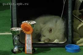 Japanese Spitz Agrarium Qiabel Of Accel having a rest after hard day at International show «Russia».