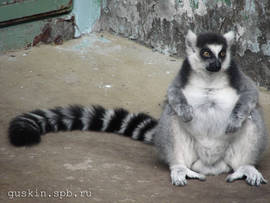 Moscow zoo. Ring-tailed Lemur (Lemur catta).