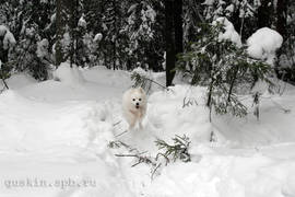 Belka, Japanese Spitz, jumping over ditch.