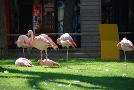 Barcelona Zoo.