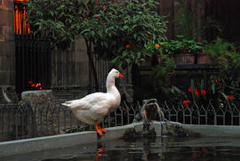 Barcelona. The Cathedral of the Holy Cross and Saint Eulalia. 13 white geese are kept in a cloister.