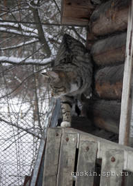 Cat on the shed.
