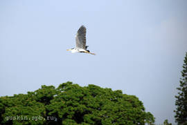Bangalore. The Ulsoor Lake. Grey heron.
