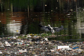 Bangalore. The Ulsoor Lake. Grey heron.