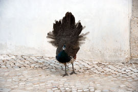 Peacock on the street in Lisbon