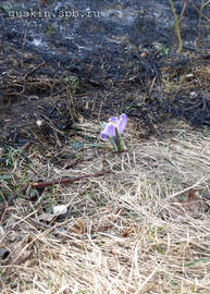 Crocus stopped the fire.