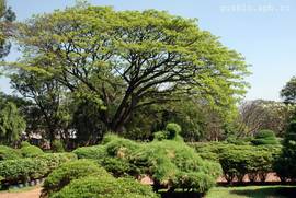 Bangalore. Lalbagh Botanical Gardens.