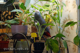 Grey parrot Brut and plants.