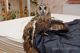 Pulkheriy, a long-eared owl.