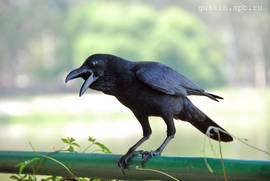 Bangalore. Jungle crow.