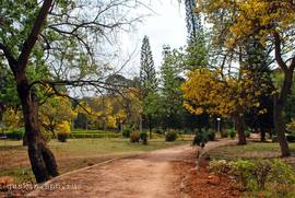Bangalore. Cubbon Park.