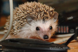African pygmy hedgehog Petrovich at the age of 3 months.
