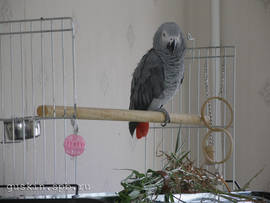 Grey parrot Brut