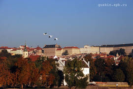 Swans over Prague