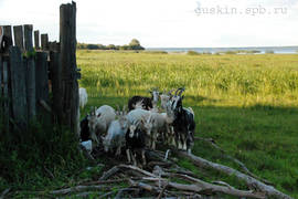 Vesyegonsk. Goats at the Rybinsk Reservoir.