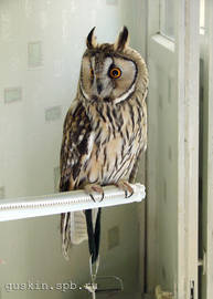 Long-eared owl Anfisa.