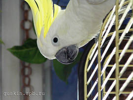 Greater sulphur-crested cockatoo Charly.