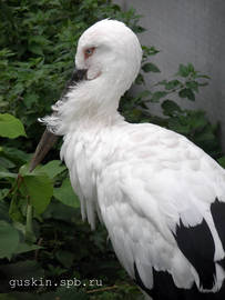 Moscow zoo. White Stork (Ciconia ciconia).