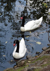 Moscow zoo. Black-necked Swans.